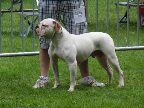 amerikaanse bulldog